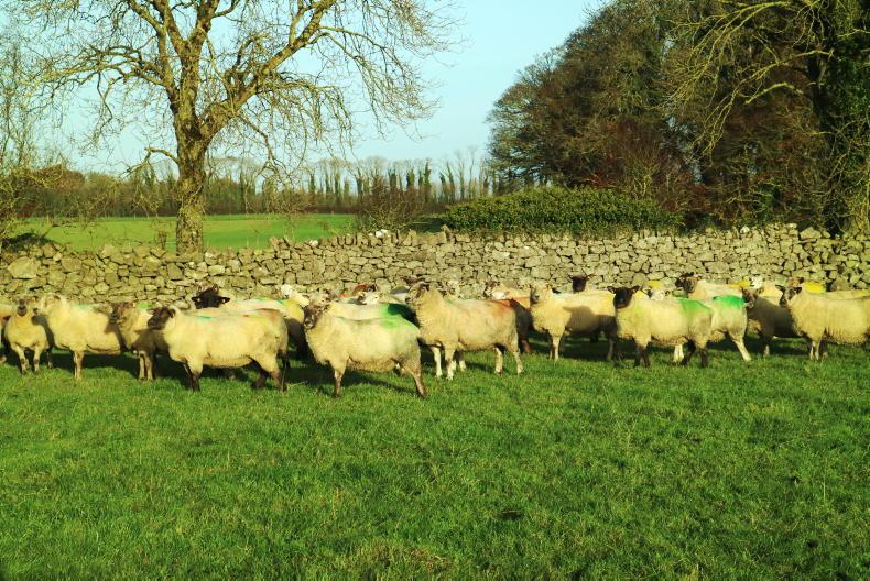 Mid season flocks should have first paddocks closed Premium